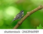 Yellow-rumped warbler under a dense forest canopy during Spring migration. It is a North American warbler species that is common and conspicuous.
