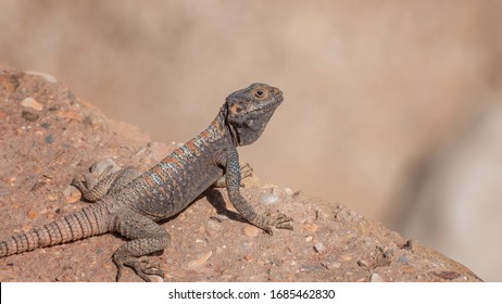 Yellow mottled lizard