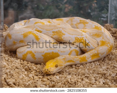 Yellow-spotted albino python snake in a coil inside a cage, Curled Reptile, Reptilian Wildlife, Exotic Animal, Cold-blooded Predator 