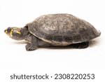 Yellow-spotted Amazon River Turtle, Podocnemis unifilis isolated on white background
