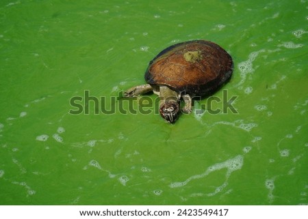 Yellow-spotted Amazon river turtle (Podocnemis unifilis) that has swum into the huge green algae area and is close to death. Green algae bloom in the Rio Tapajos river, Brazil. Animal and fish deaths.