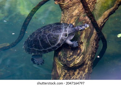 The Yellow-spotted Amazon River Turtle(Podocnemis Unifilis).  
One Of The Largest South American River Turtles. Yellow Spots On The Side Of Its Head Give This Species Its Common Name.