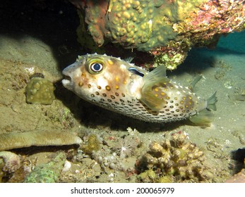 Yellowspotted Burrfish (diodontidae) Under Coral Ledge