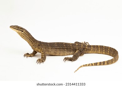 The yellow-spotted monitor or New Guinea Argus monitor Varanus panoptes horni isolated on white background
