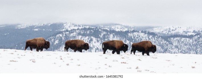 Yellowstone Bison in the winter snow