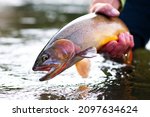 A Yellowstone Cutthroat trout being released after being caught while fly fishing 