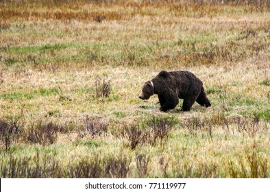 Yellowstone Grizzly Bear