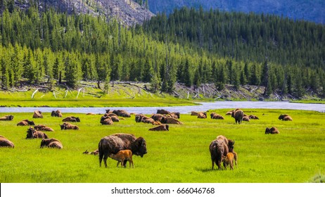 Yellowstone National Park, Madison River Valley, American Bison Herd, Wyoming