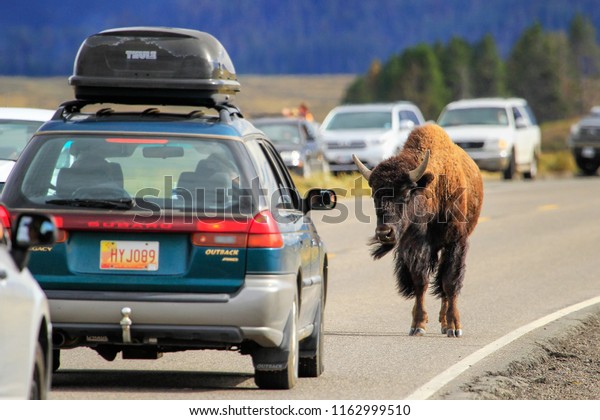 YELLOWSTONE NATIONAL PARK, USA - AUGUST 28: Bison\
blocking traffic on August 28, 2013 in Yellowstone National Park,\
USA. Yellowstone Park bison herd is the largest public herd of\
bison in USA 