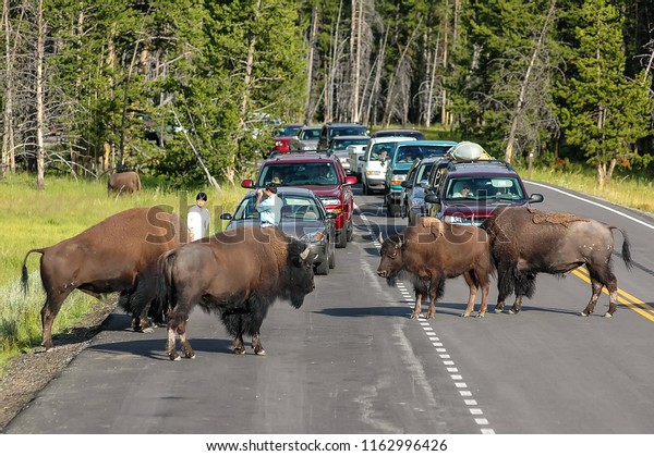 YELLOWSTONE NATIONAL PARK, USA - JULY 21: Herd of\
bison blocking road on July 21, 2005 in Yellowstone National Park,\
USA. Yellowstone Park bison herd is the largest public herd of\
bison in USA