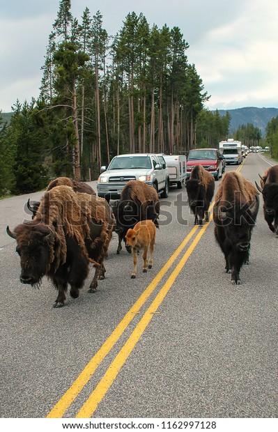 YELLOWSTONE NATIONAL PARK, USA - JUNE 25: Herd of bison\
blocking road on June 25, 2005 in Yellowstone National Park, USA.\
Yellowstone Park bison herd is the largest public herd of bison in\
USA 