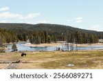 Yellowstone National Park Wild Life