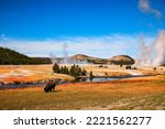 Yellowstone National Park, Wyoming. American bison.