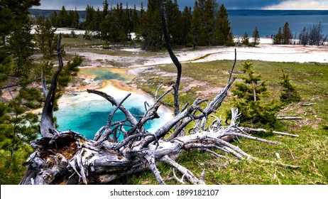 Yellowstone Volcano Caldera Bacteria Colors Hot Water Geyser 