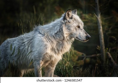 Yellowstone White Wolf