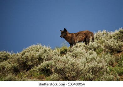 Yellowstone Wolf - From The Druid Peak Pack