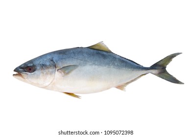 Yellowtail Amberjack Fish Isolated 