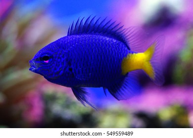 Yellowtail Damselfish