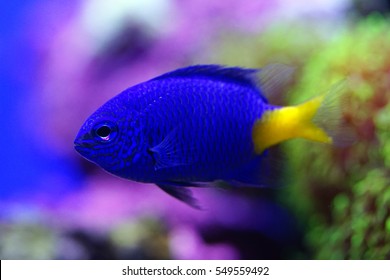 Yellowtail Damselfish