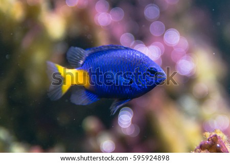 Yellowtail damselfish (Chrysiptera parasema). Popular saltwater aquarium fish from the Indo-Pacific in the family Pomacentridae, aka yellowtail blue damsel and goldtail demoiselle