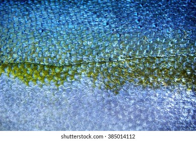 Yellowtail Fish Scales