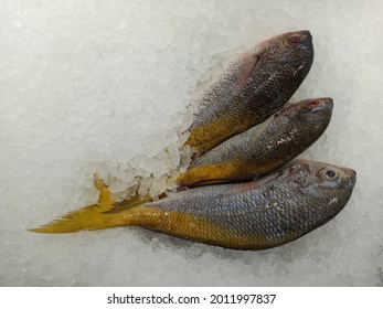 YellowTail Fresh Wet Market On Ice