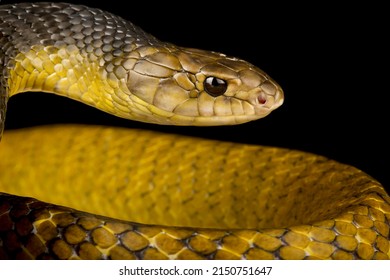 Yellow-tail Indigo Snake (Drymarchon Corais)