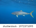 yellowtail kingfish or kingfish or yellowtail amberjack, Seriola lalandi, swimming near the surface at the Neptune Islands, South Australia