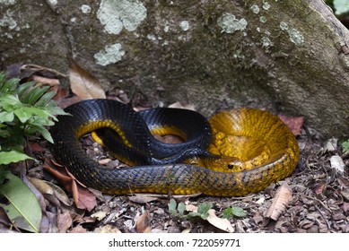 Yellow-tailed Cribo (Drymarchon Corais)