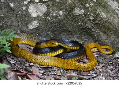 Yellow-tailed Cribo (Drymarchon Corais)