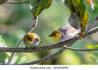 Yellow-throated bulbul (Pycnonotus xantholaemus) an endemic specie of southern India, observed in Hampi in Karnataka - Powered by Shutterstock