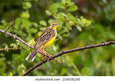 A yellow-throated longclaw, macronyx croceus, perched on a tree in Queen Elizabeth National Park, Uganda. Soft foliage background.