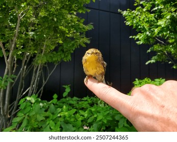 Yellow-Throated Vireo Bird perched on a finger up close, small yellow bird - Powered by Shutterstock