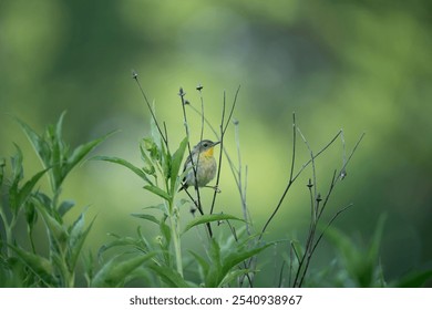 A yellow-throated warbler bird perched on a tree branch - Powered by Shutterstock