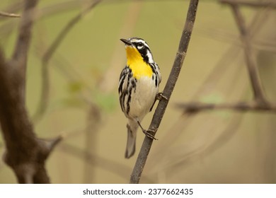 The yellow-throated warbler (Setophaga dominica) is a small migratory songbird species in the New World warbler family (Parulidae) - Powered by Shutterstock