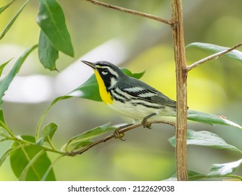 A yellow-throated warbler sits on a tree limb watching for insects 