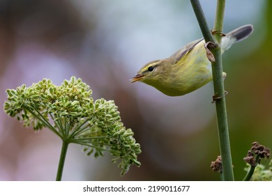 Yellow-throated Woodland Warbler Picking Seeds Of A Garden Angelica.