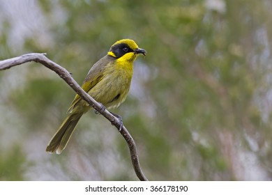 Yellow-tufted Honeyeater (Lichenostomus Melanops)