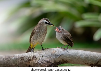 Yellow-vented Bulbul Bird Feeding Chick At Nest On The Log. Bulbul Bird Feeding Chick