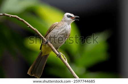 The yellow-vented bulbul (Pycnonotus goiavier), or eastern yellow-vented bulbul, is a member of the bulbul family of passerine birds. It 
