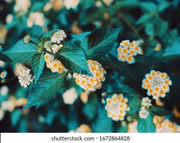 Yellow-white Flowers With Teal Leaves