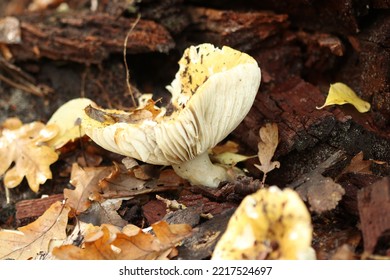 The Yellow-white Russula, A Mushroom Of The Family Russulaceae.