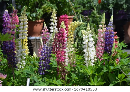Yellwo, pink, red, blue and white flowers of Lupinus, commonly known as lupin or lupine, in full bloom in a sunny spring garden, beautiful outdoor floral background photographed with soft focus
