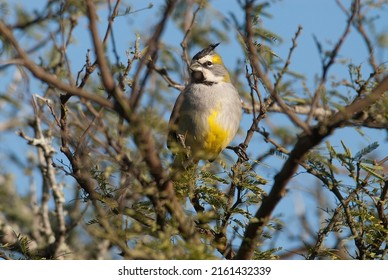 Yelow Cardinal, Endangered Species In La Pampa, Argentina