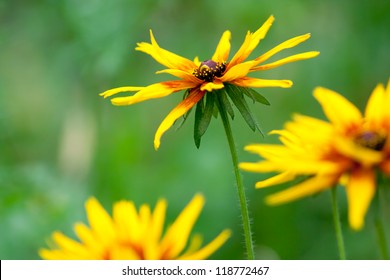 2,823 Yelow flower Images, Stock Photos & Vectors | Shutterstock