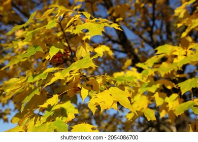 2,097 Yelow leaf Images, Stock Photos & Vectors | Shutterstock