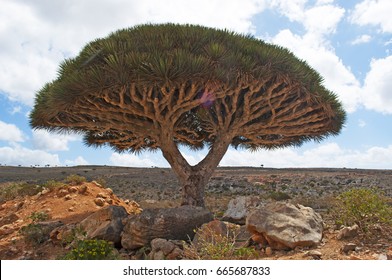 Yemen, 07/02/2013: The Dragon Blood Trees Forest In The Canyon Of Shibham, Protected Area Of The Dixam Plateau In The Center Part Of The Island Of Socotra, Unesco World Heritage Site Since 2008