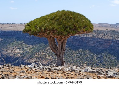 Yemen, 07/02/2013: The Dragon Blood Trees Forest In The Canyon Of Shibham, Protected Area Of The Dixam Plateau In The Center Part Of The Island Of Socotra, Unesco World Heritage Site Since 2008