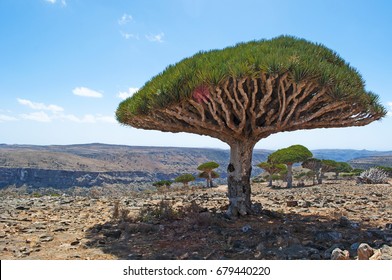 Yemen, 07/02/2013: The Dragon Blood Trees Forest In The Canyon Of Shibham, Protected Area Of The Dixam Plateau In The Center Part Of The Island Of Socotra, Unesco World Heritage Site Since 2008