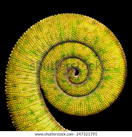 yemen cameleon tail spiral
